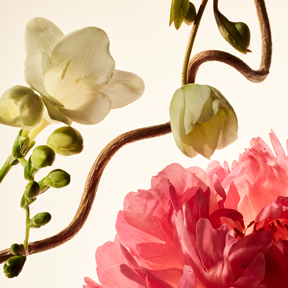 FLORAL PEONY BLOSSOM RARE FRAGRANCE LAYERING BALM